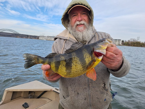 yellow perch