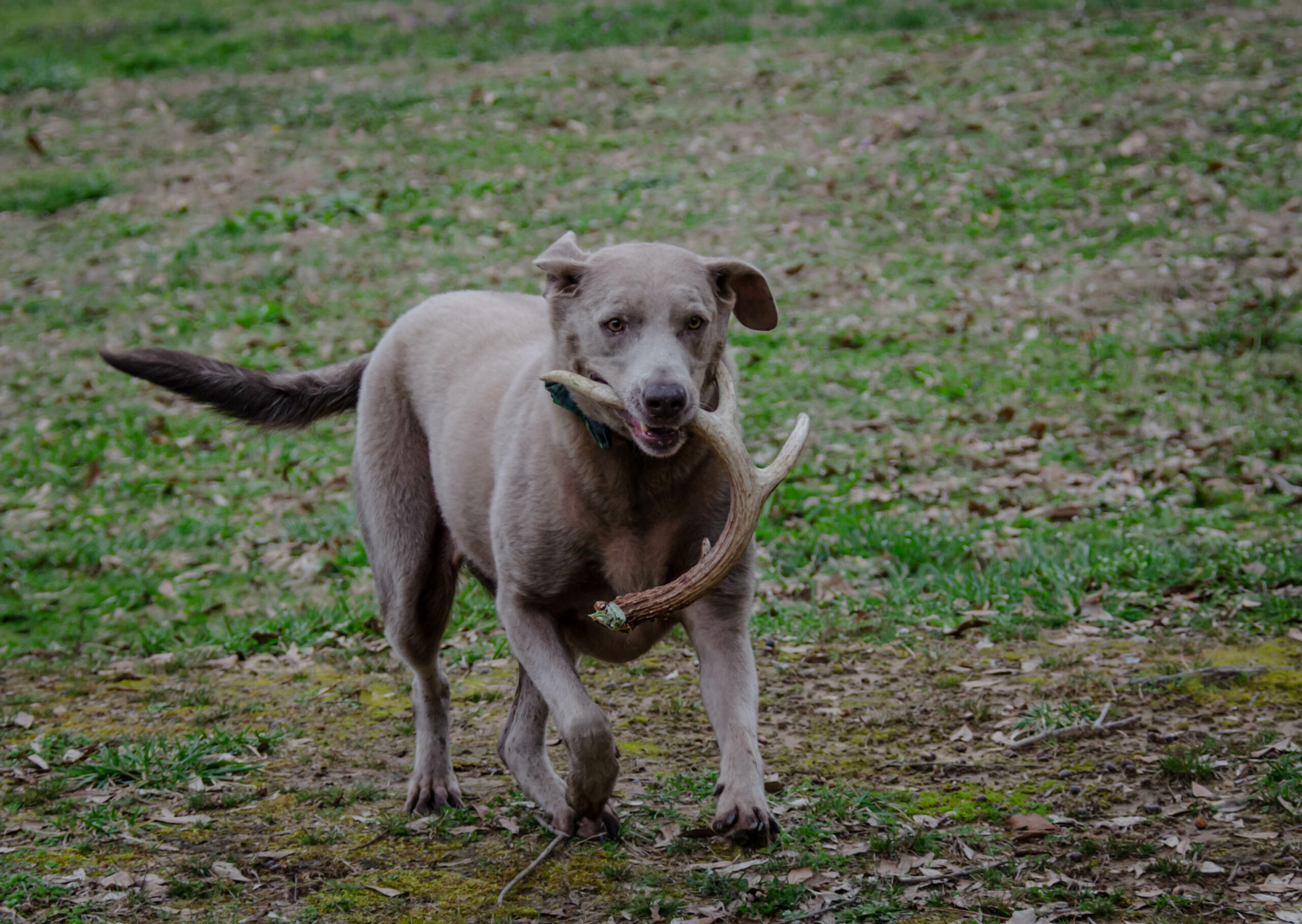 buck antler shedding