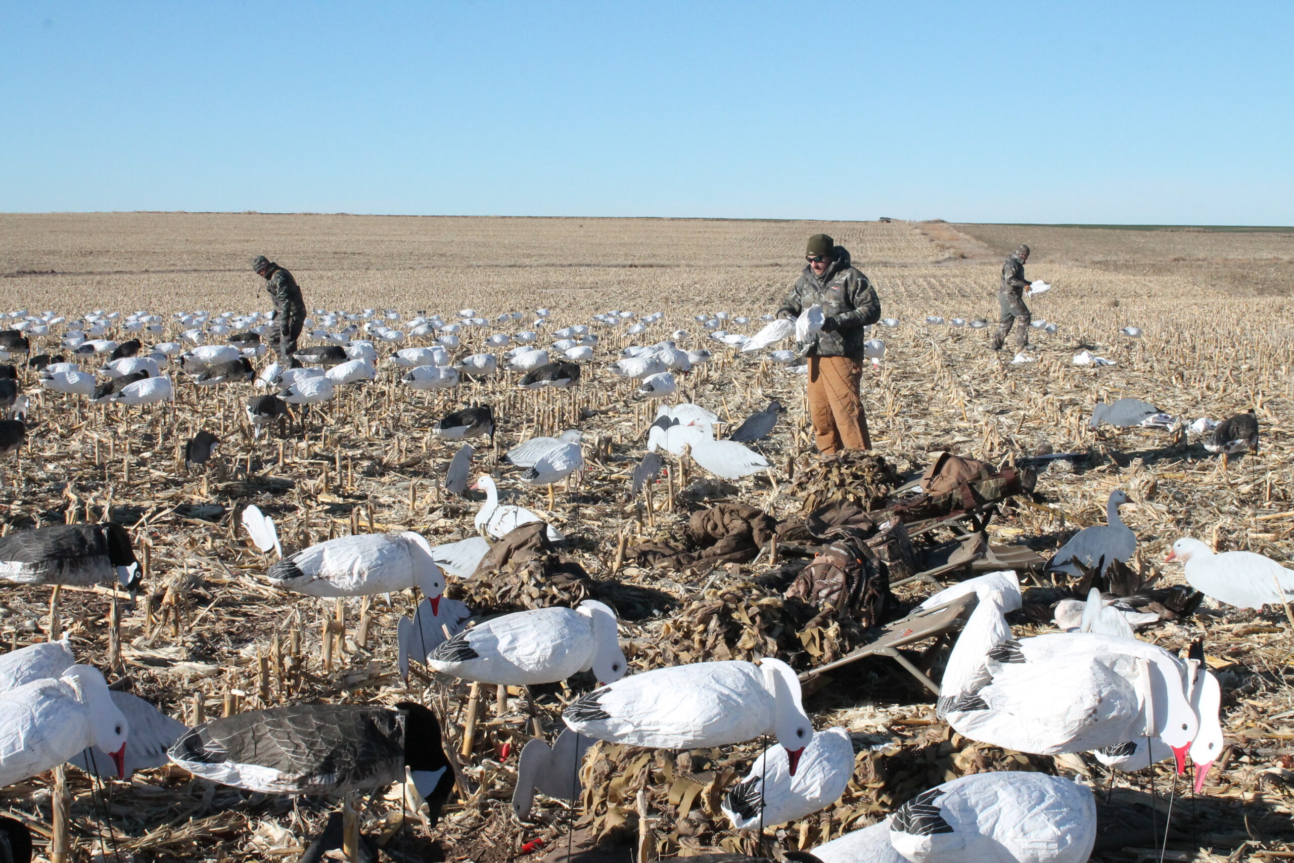 snow goose hunting