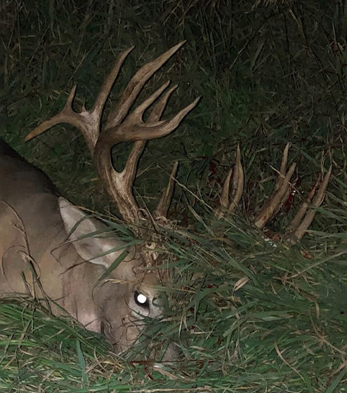 South Dakota big bucks