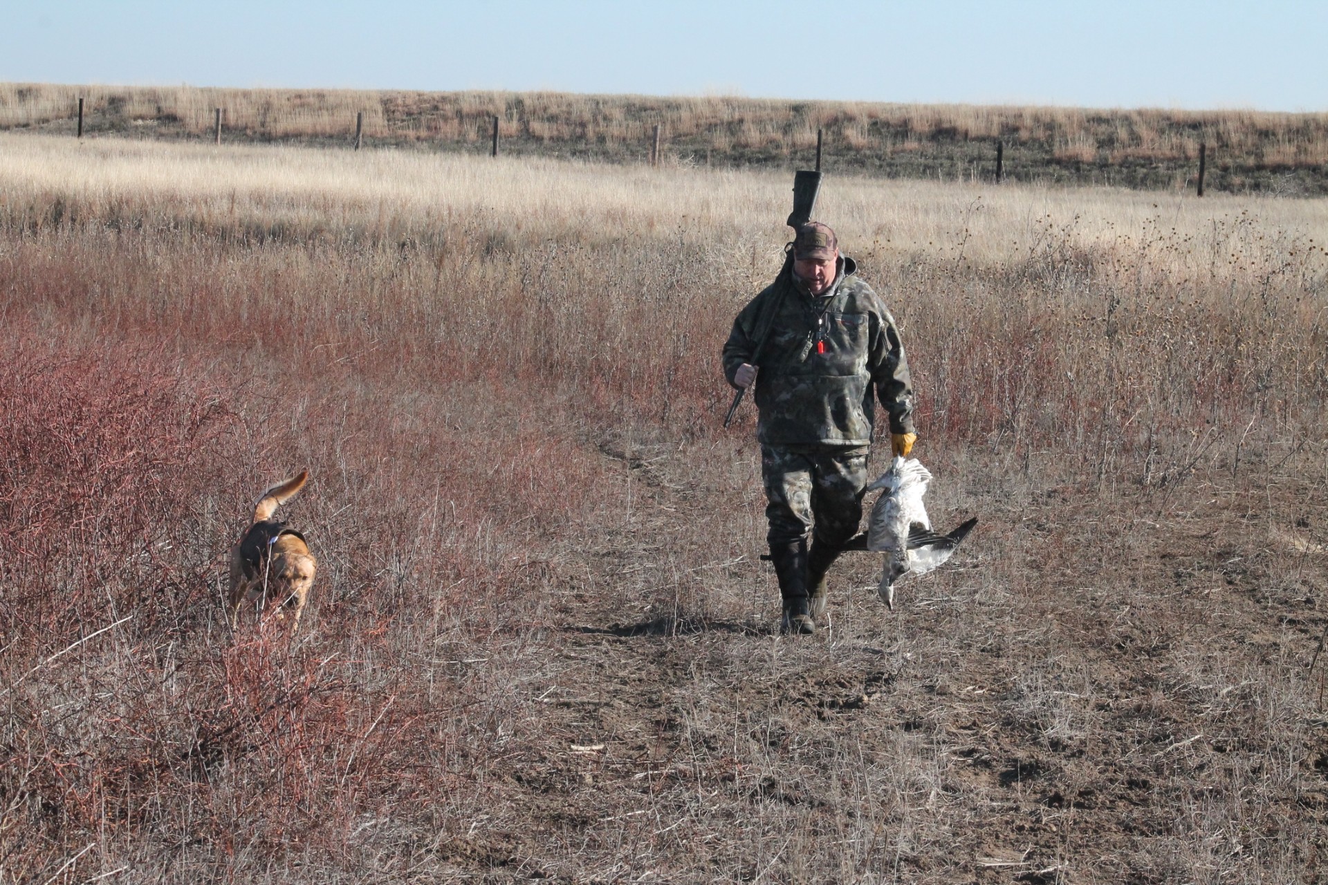 snow goose hunting